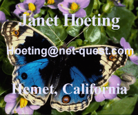Janet Hoeting